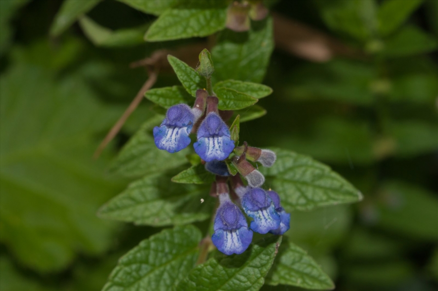 Scutellaria_galericulataFloraphile45