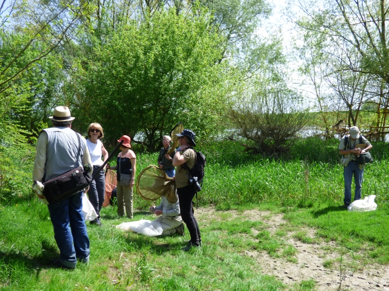 Sortie_insectes-SOMOS-Michel_BINON-Fourneaux-Chaingy-E.Pineau_2