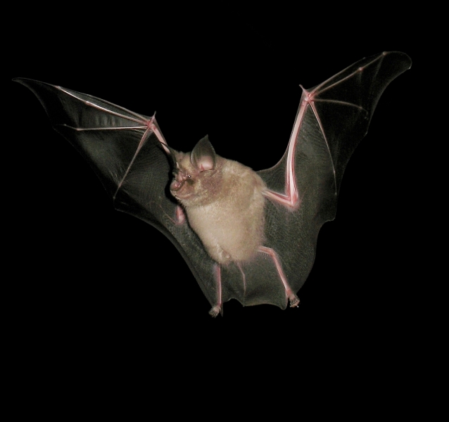Stmichel_Grand_rhinolophe-_JEAN_CHEVALLIER