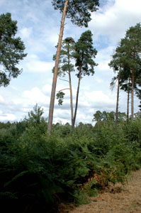 Habitat du balbuzard