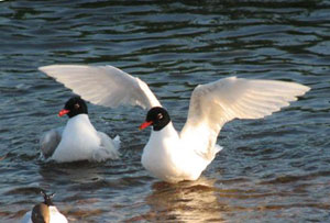 Mouettes mélanocéphales.  Photo Guillaume Chevrier