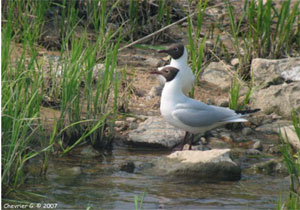 Mouette rieuse