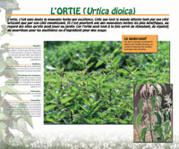 L'ortie