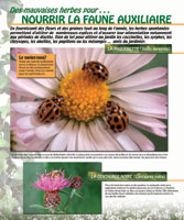 Nourrir la faune auxiliaire